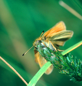 essex skipper butterfly